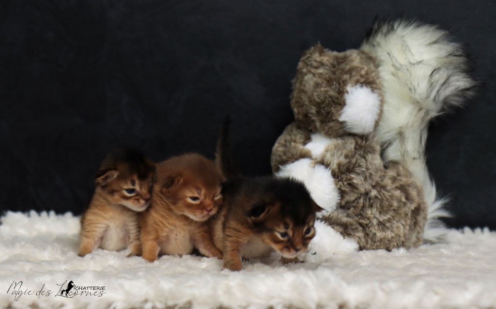 chatons somali lièvre sorrel