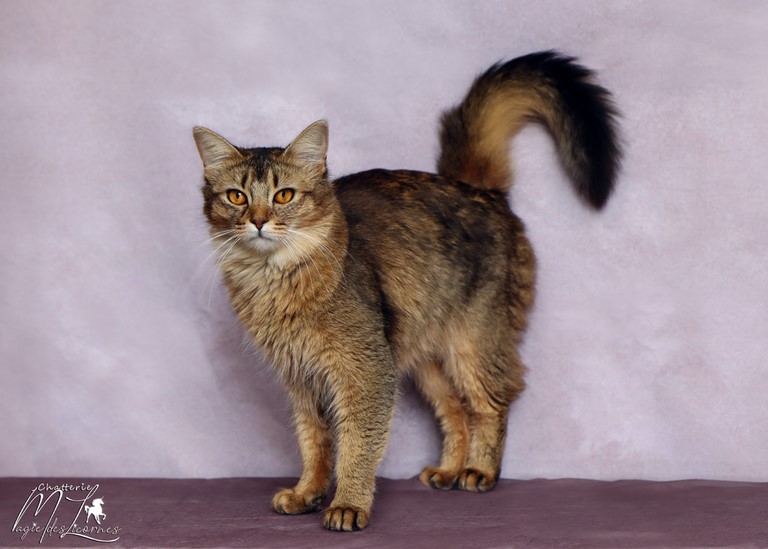 somali lièvre brown ticked tabby