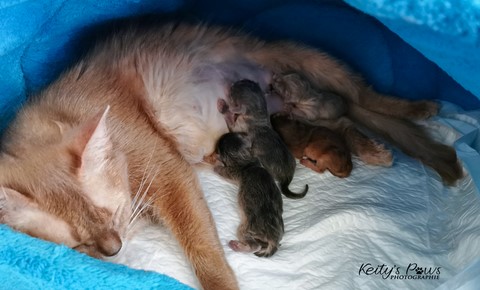 Nymeria et ses bébés : naissance