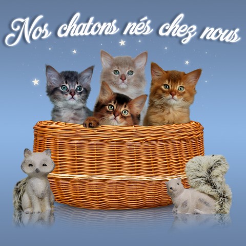 chatons somali abyssin 