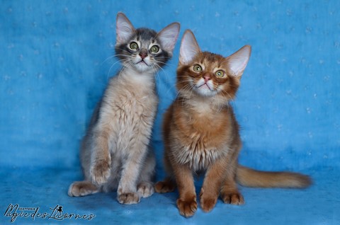 chatons somali abyssin