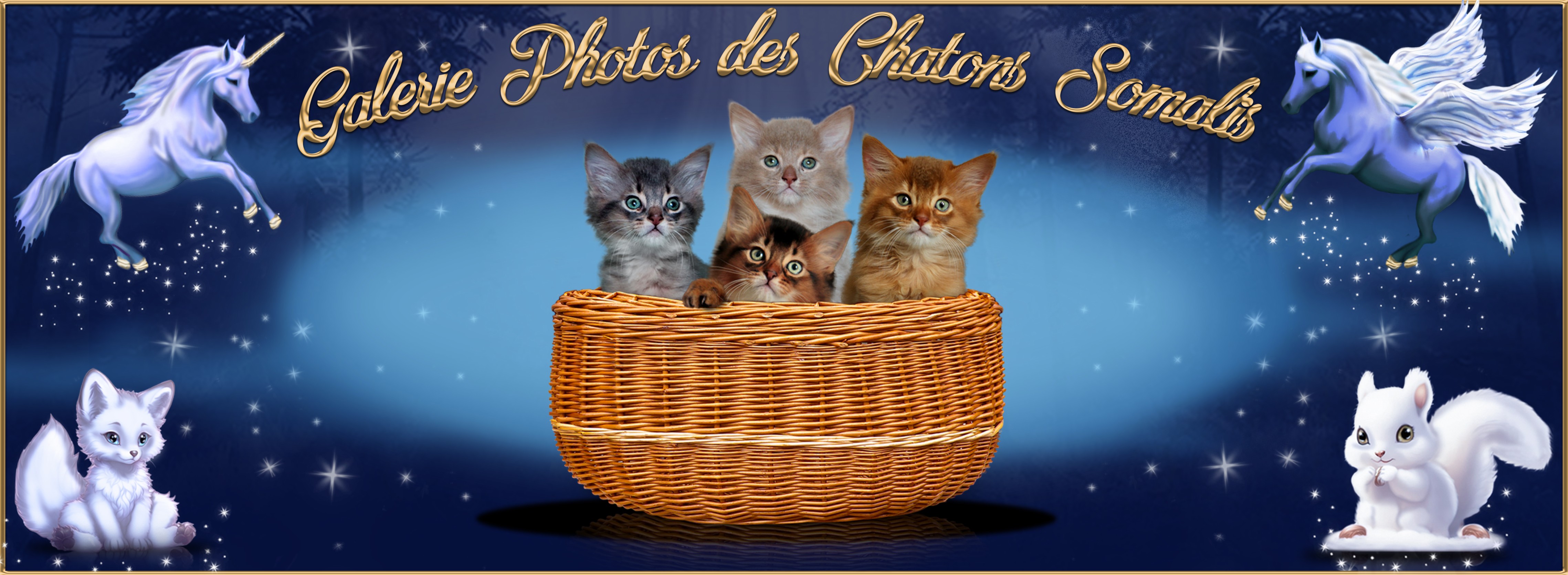 Galerie photo Chatons - Copie (3).jpg