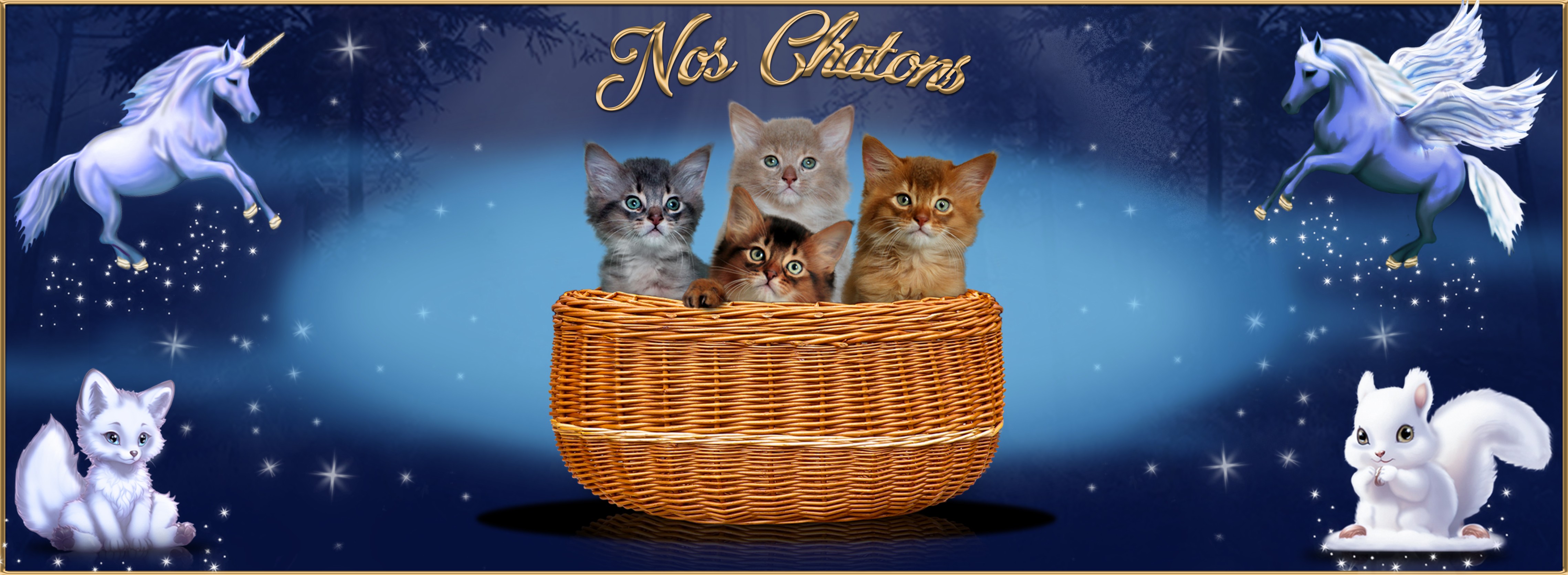 Nos chatons - Copie (2).jpg