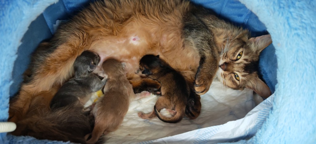 Naissance des 2  ...... :  A......  & A.......