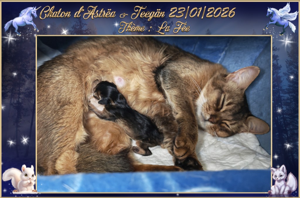 Naissance du chaton d'Astrëa BeWitched Faë