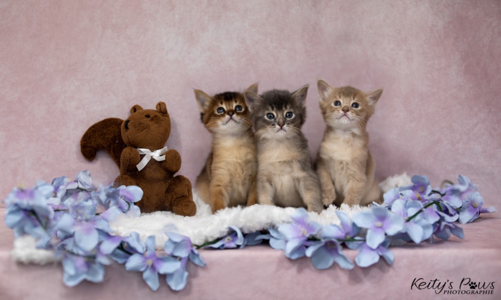 BlueMoon (bleu)-BlazeSpirit-Bowie (Lièvre) & BorealBright (Fawn) 1 Mois