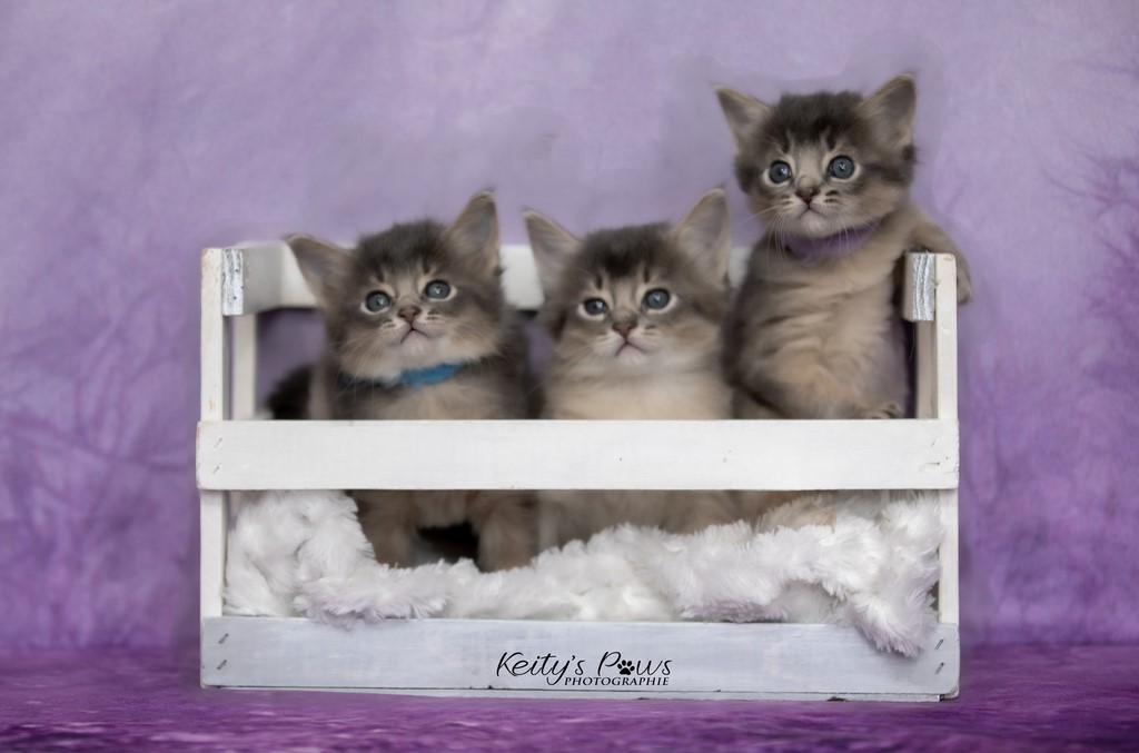 Underwater Sirius Ubi Sori 1 Mois