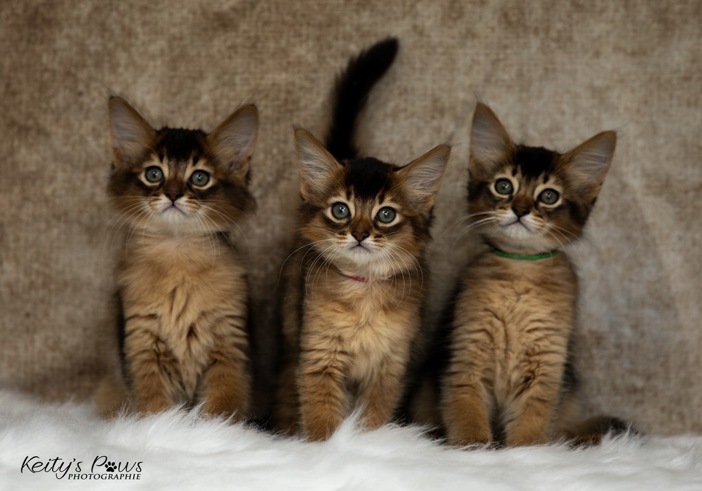 Alya Altaïs Ankãa  2 Mois