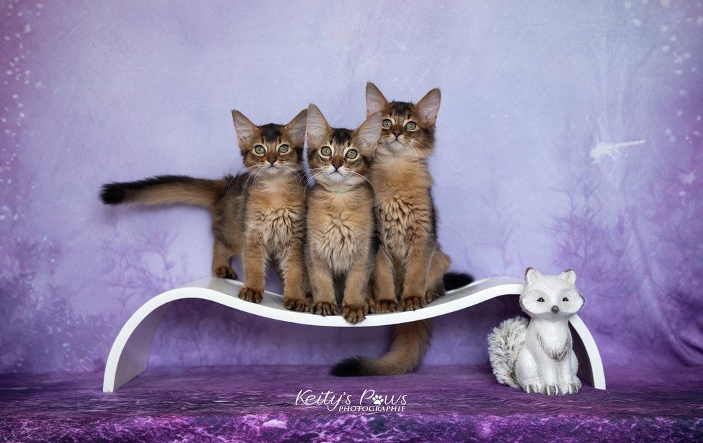 Alya Altaïs-Wano Ankãa  2 Mois