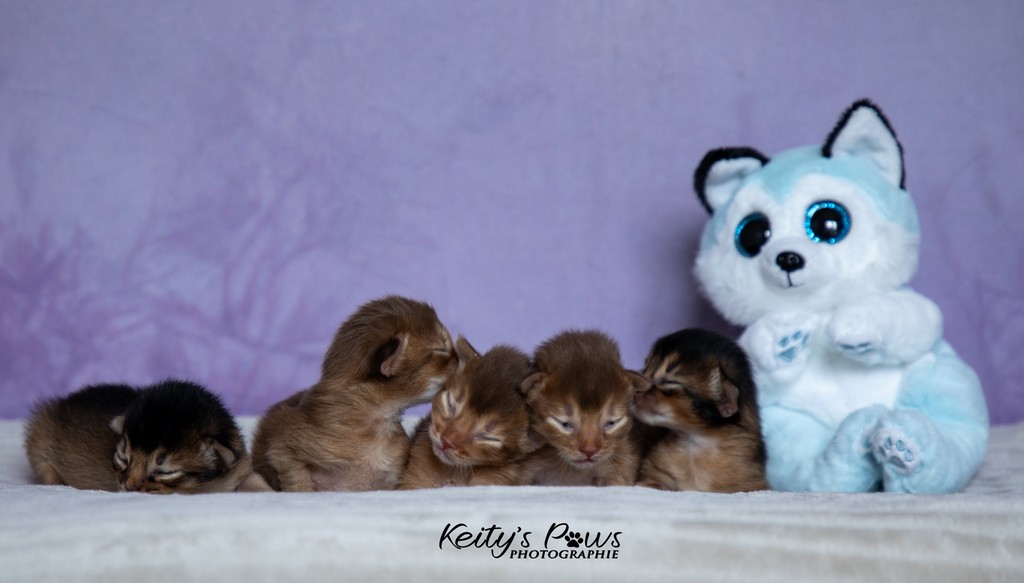 Aveveline,  Amandine,  After-Eight , Azuki-Māui, Amaretto-Aegon  1 Semaine