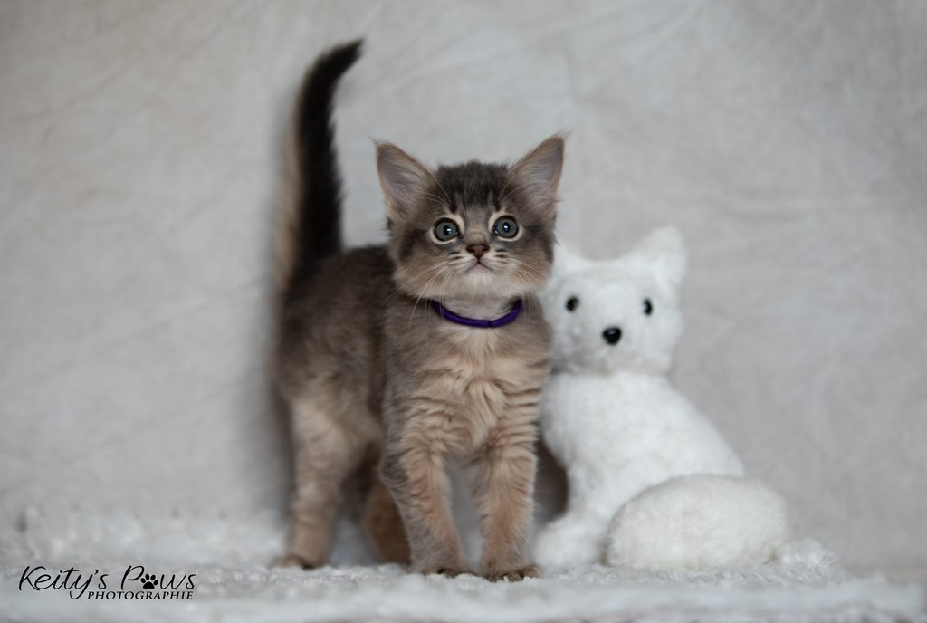 Whisper Sori  1 Mois