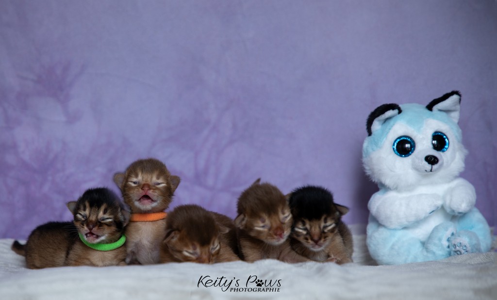 Aveveline,  Amandine,  After-Eight , Azuki-Māui, Amaretto-Aegon  1 Semaine