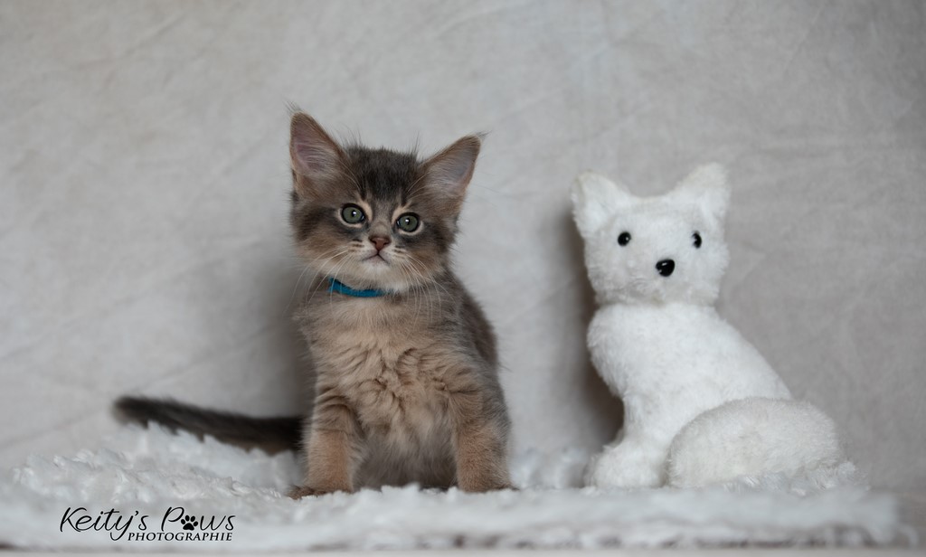 Whisper Sirius   1 Mois