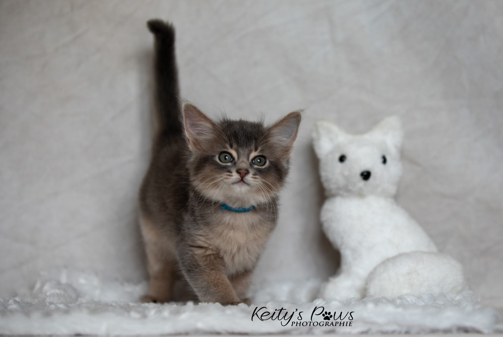 Whisper Sirius 1 Mois