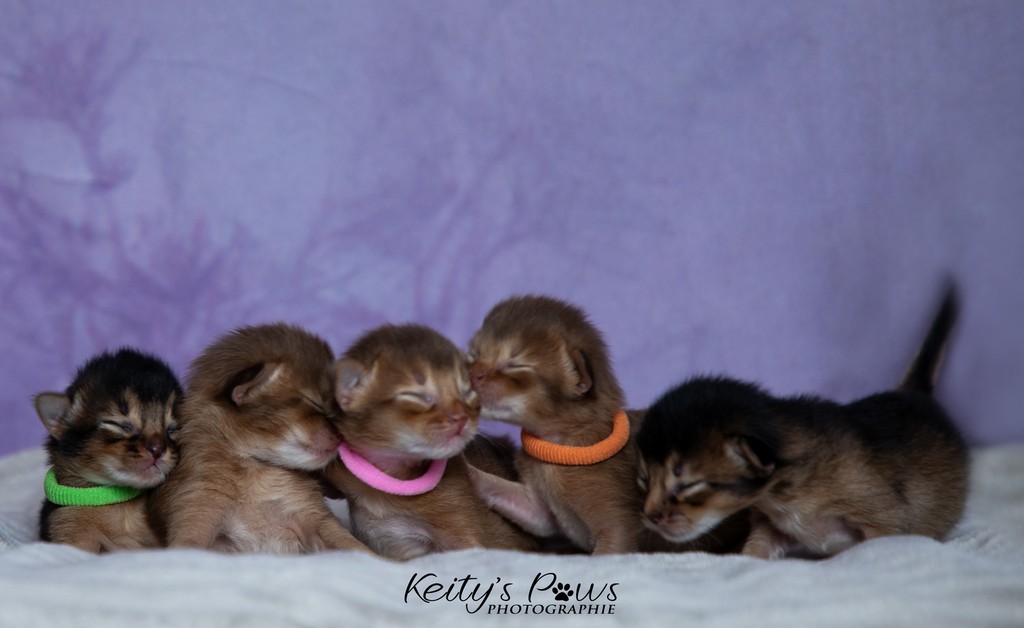 Aveveline,  Amandine,  After-Eight , Azuki-Māui, Amaretto-Aegon  1 Semaine