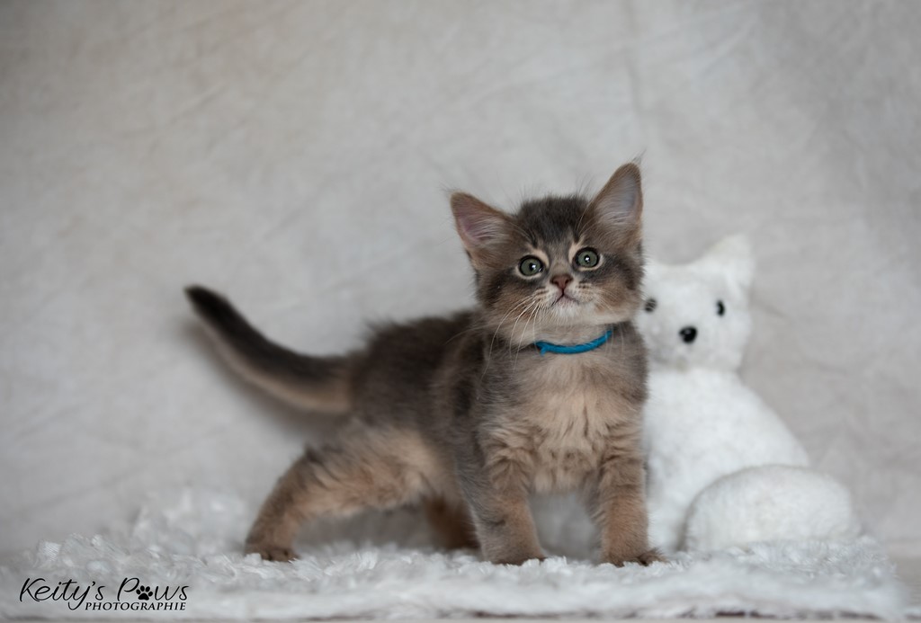 Whisper Sirius  1 Mois