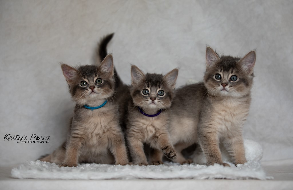 Whisper Sirius , Sori , Ubi 1 Mois