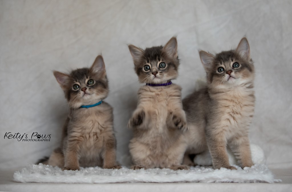 Whisper Sirius , Sori , Ubi 1 Mois