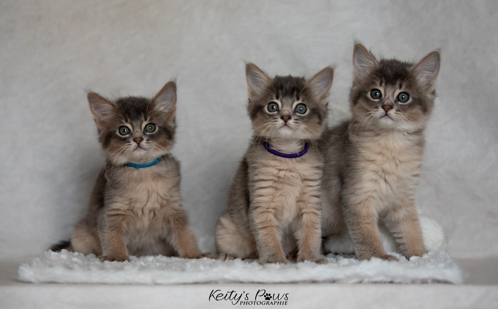 Whisper Sirius , Sori , Ubi 1 Mois 