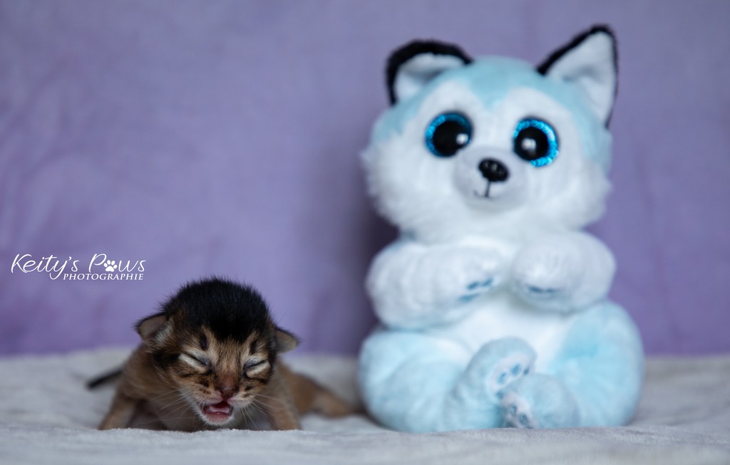 Amaretto Male Lièvre