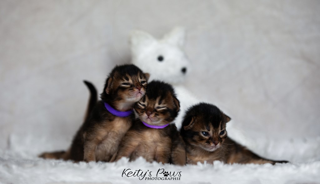 Whispers Star Wind Wing 1 Semaine