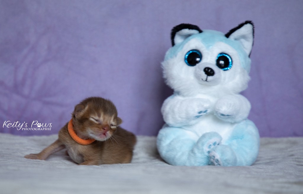 Amandine Femelle Sorrel Orange