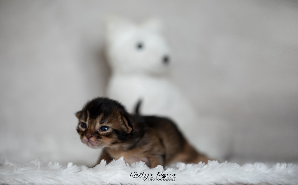 WhisperWing 1 Semaine