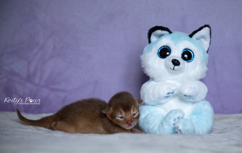 Amandine Femelle Sorrel Orange