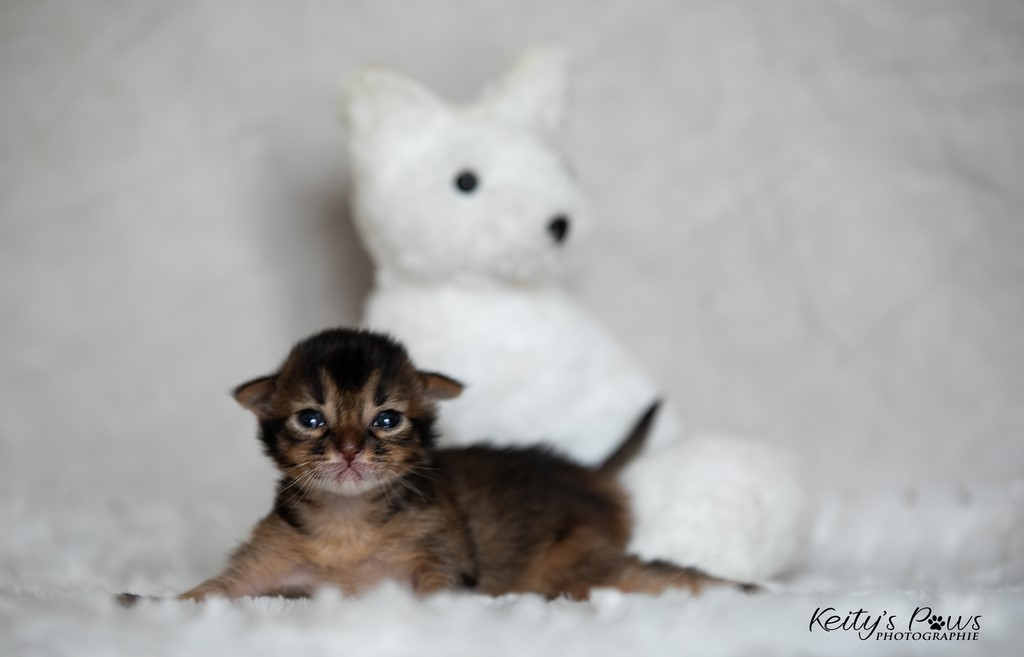 WhisperWing 1 Semaine