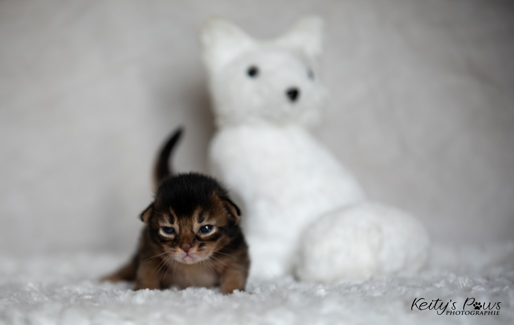 WhisperStar 1 Semaine