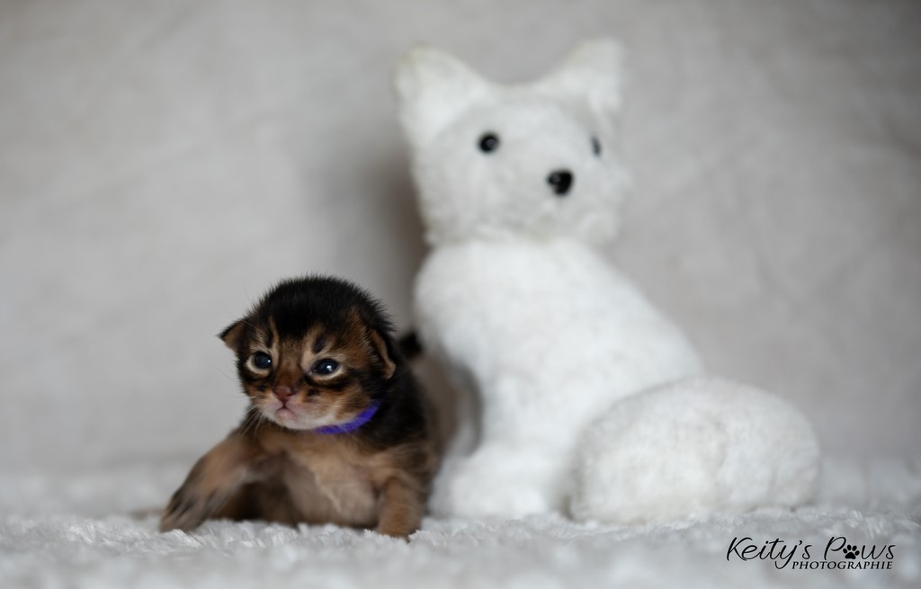 WhisperStar 1 Semaine