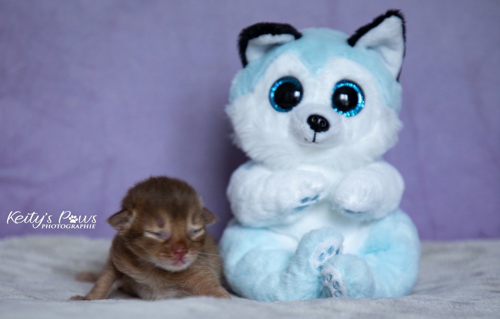 Aveline Femelle Sorrel