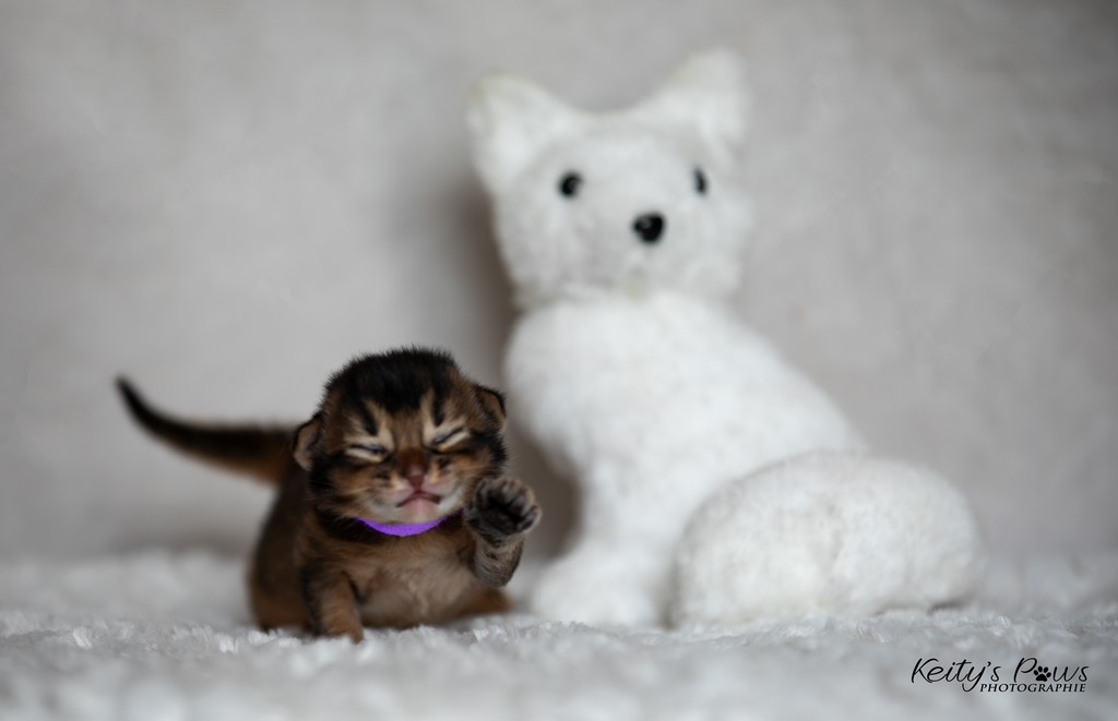 WhisperWind 1 Semaine