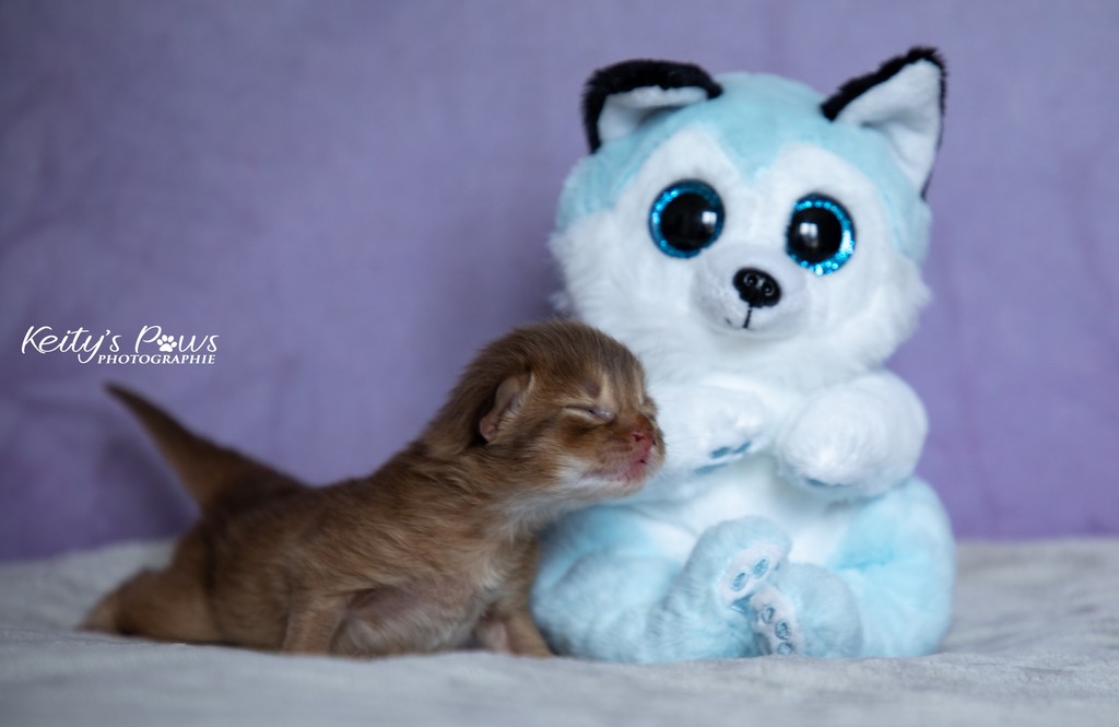 Aveline Femelle Sorrel