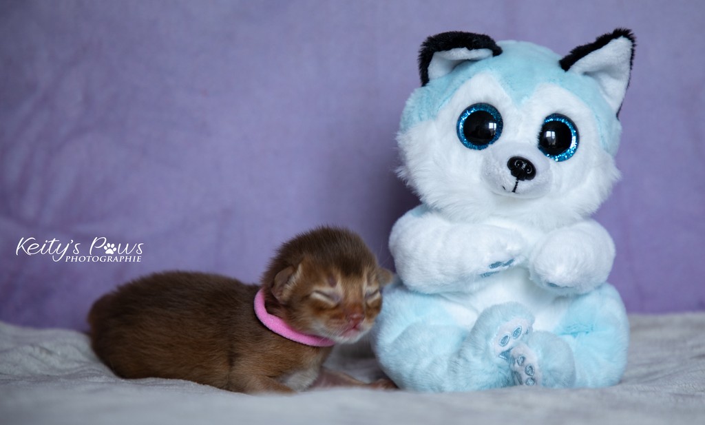 After Eight  Femelle Sorrel Rose