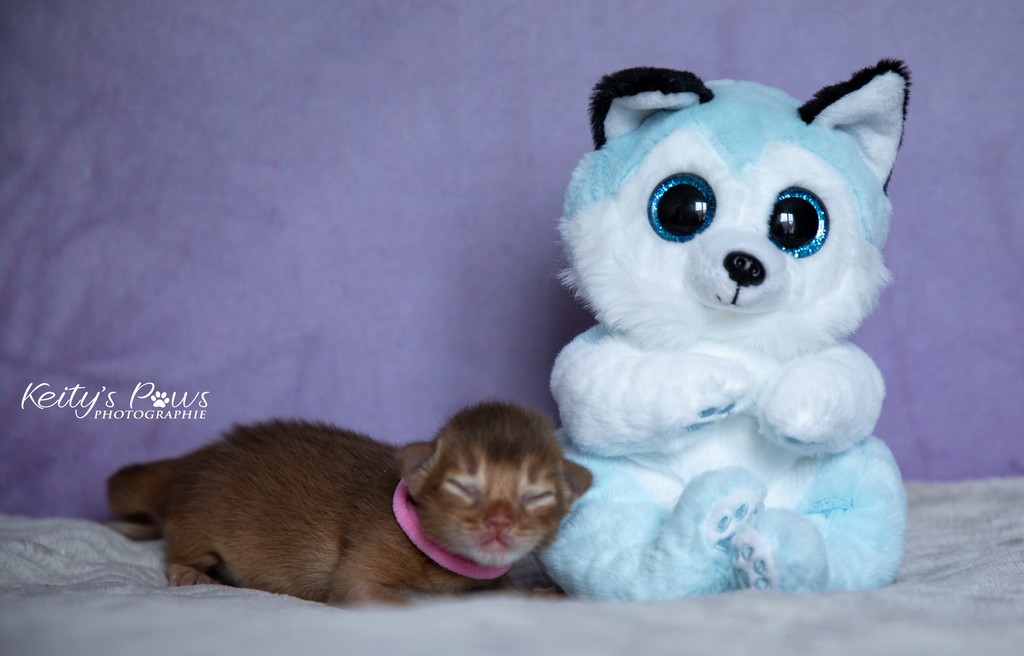 After Eight  Femelle Sorrel Rose