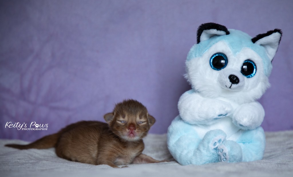 Aveline Femelle Sorrel