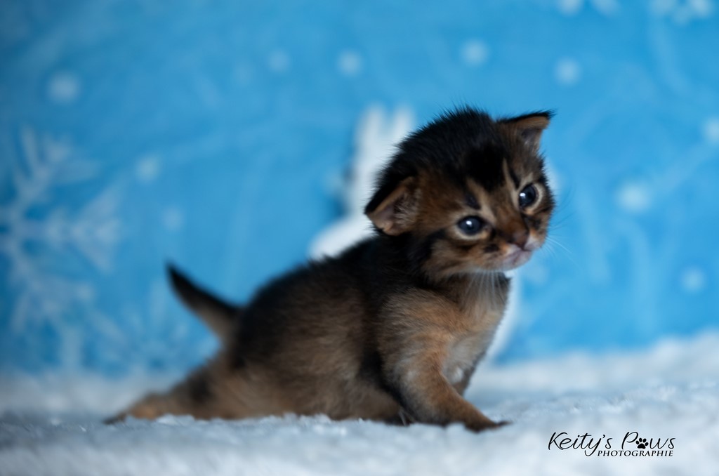 WhisperWing  2 Semaines