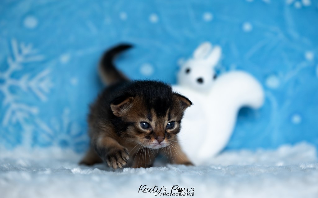 WhisperWing  2 Semaines