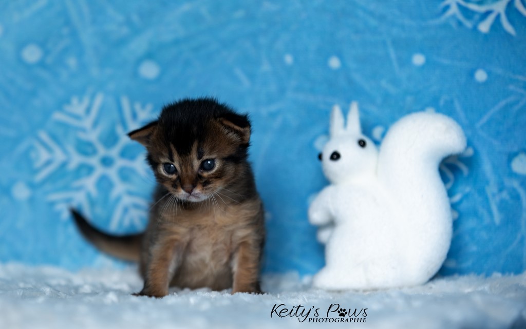 WhisperWing  2 Semaines