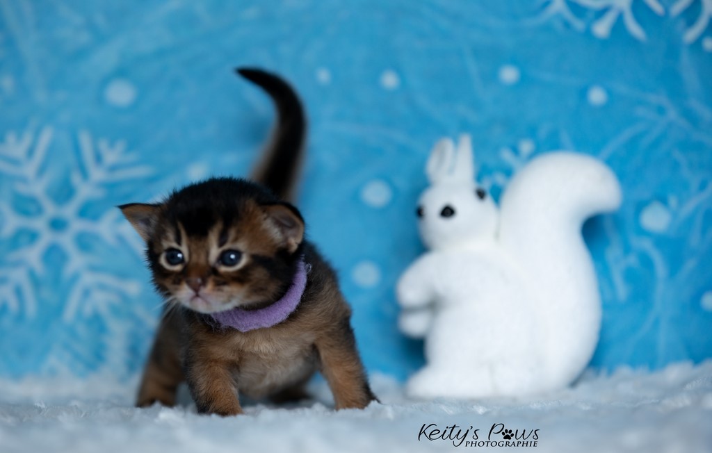 WhisperWind  2 Semaines