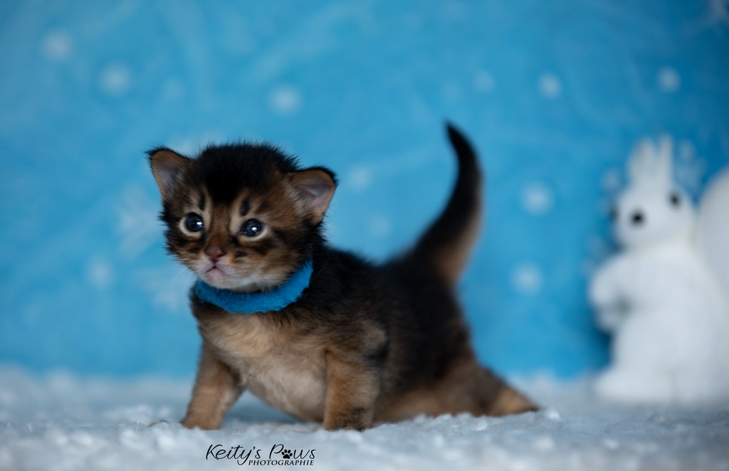 WhisperStar  2 Semaines