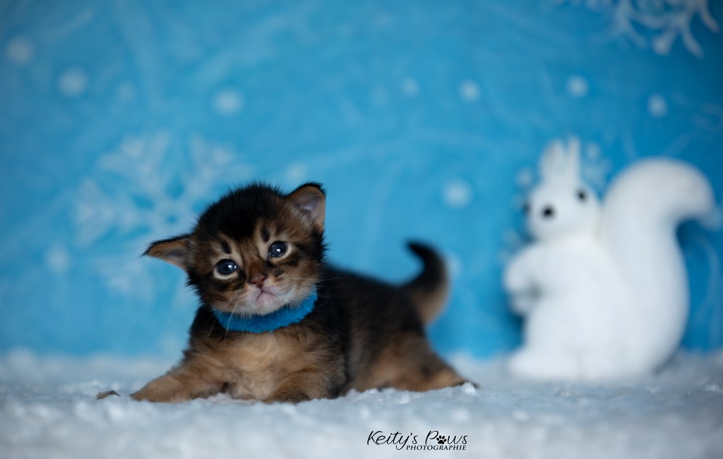 WhisperStar  2 Semaines