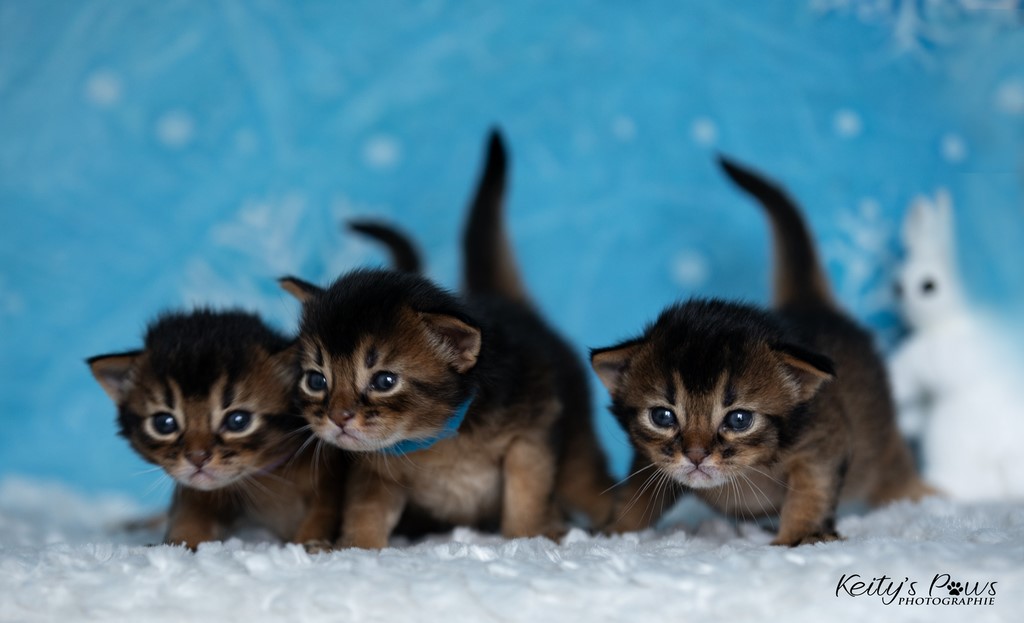 WhisperWing/Star/Wind 2 Semaines