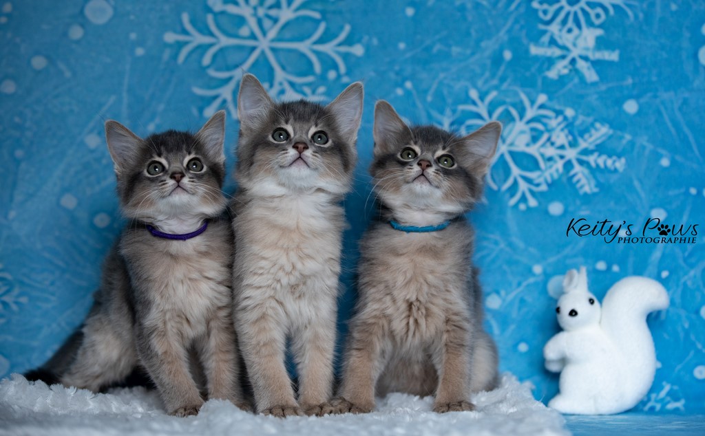 Underwter Sori Ubi Sirius 1 Mois