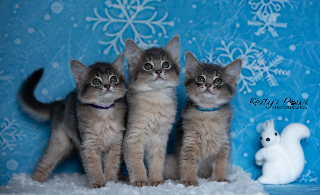 Underwter Sori Ubi Sirius 1 Mois