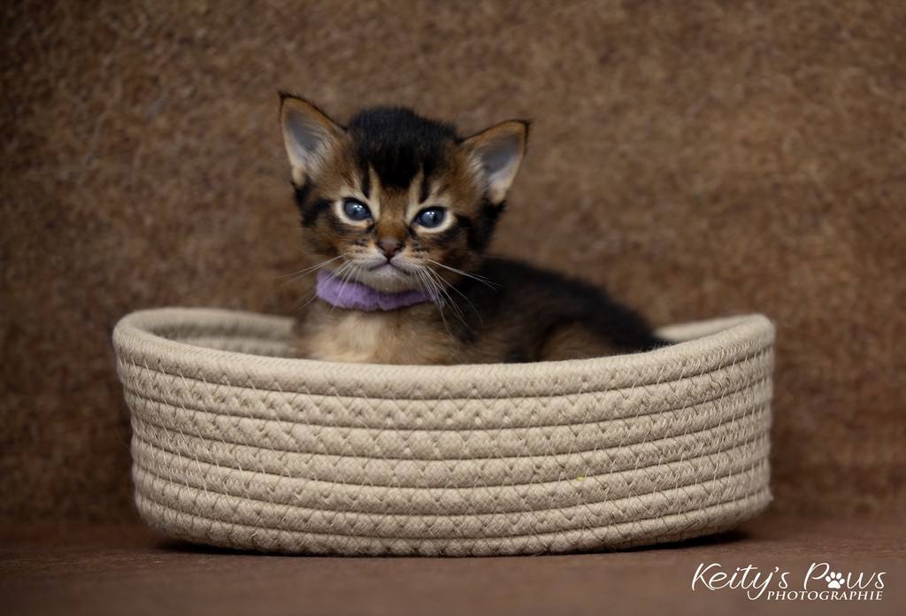 WhisperWind 3 Semaines