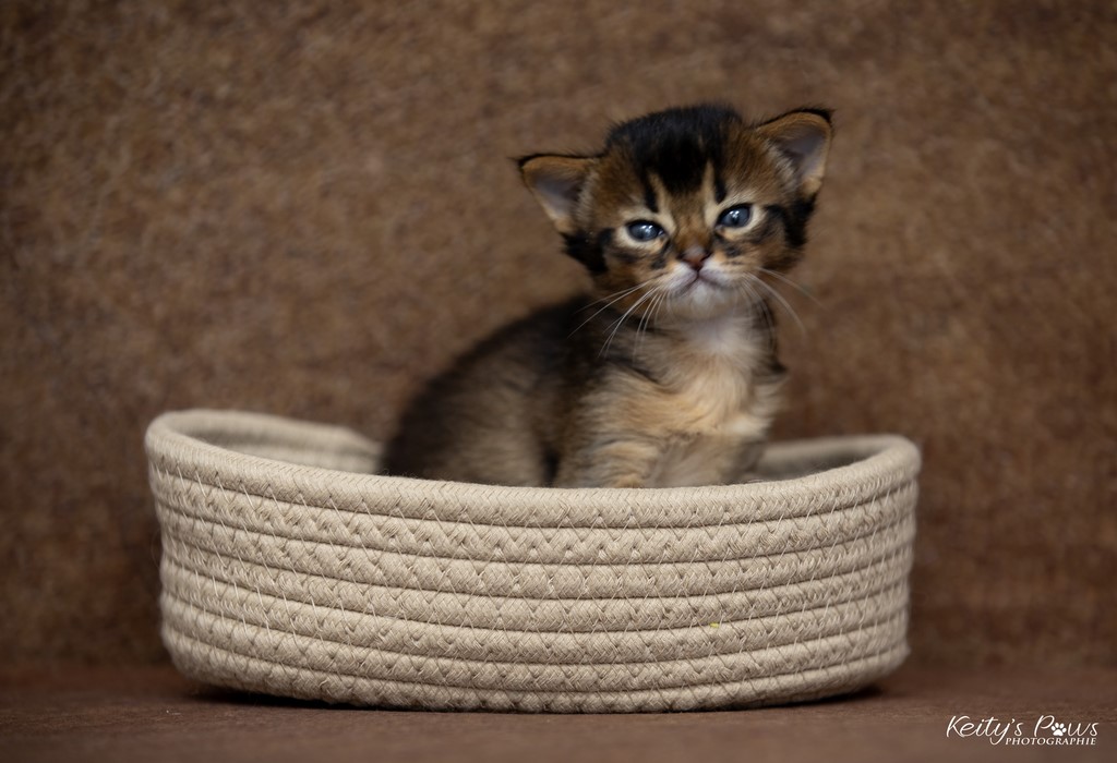 WhisperWing 3 Semaines