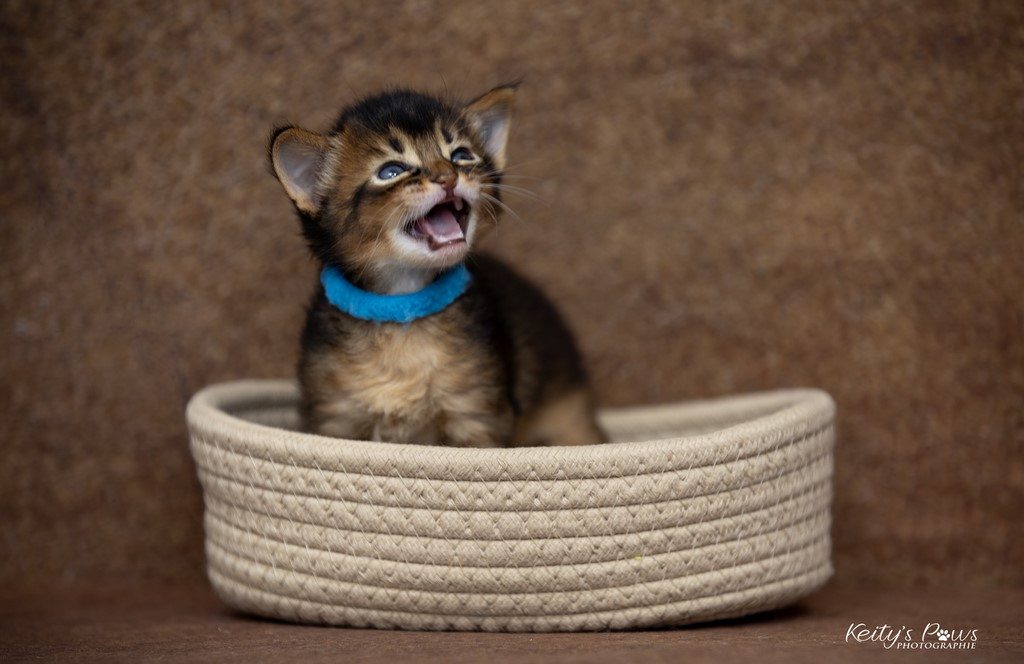 WhisperStar 3 Semaines