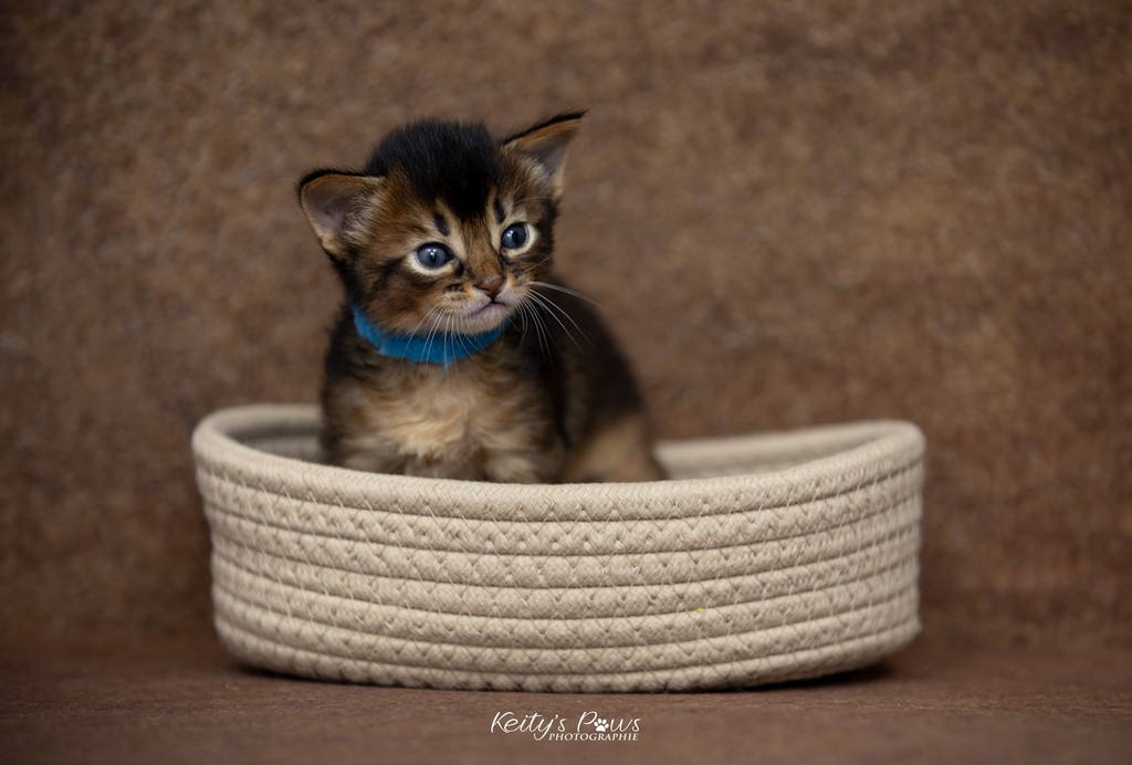 WhisperStar 3 Semaines